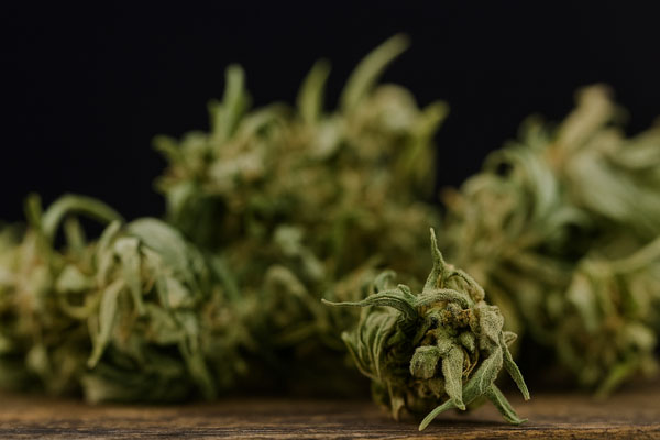 Florida Medical Marijuana Card Renewal Stuart FL Florida Medical Marijuana Card Renewal Stuart FL