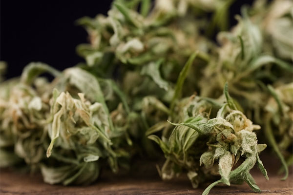 Florida Medical Marijuana Card Renewal Stuart FL Florida Medical Marijuana Card Renewal Stuart FL