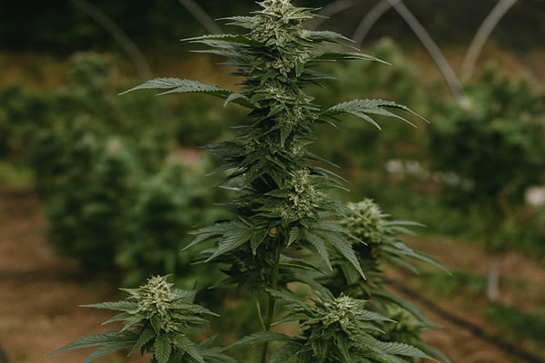 Medical Marijuana for Anxiety and Stress Stuart Florida Natural Relief with Dr. John Murphy Medical Marijuana for Anxiety and Stress Stuart Florida Natural Relief with Dr. John Murphy