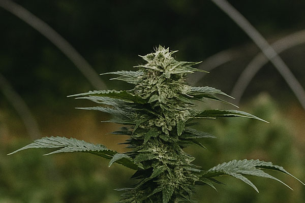 Medical Marijuana for Pain Relief | Dr. John Murphy, Stuart FL Medical Marijuana Doctor Medical Marijuana for Pain Relief | Dr. John Murphy, Stuart FL Medical Marijuana Doctor