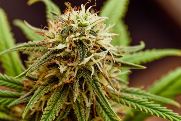 Medical Marijuana for Pain Relief | Dr. John Murphy, Stuart FL Medical Marijuana Doctor Medical Marijuana for Pain Relief | Dr. John Murphy, Stuart FL Medical Marijuana Doctor