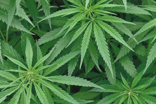 Preparing for Your First Medical Marijuana Appointment | Dr. John Murphy, Florida Preparing for Your First Medical Marijuana Appointment | Dr. John Murphy, Florida