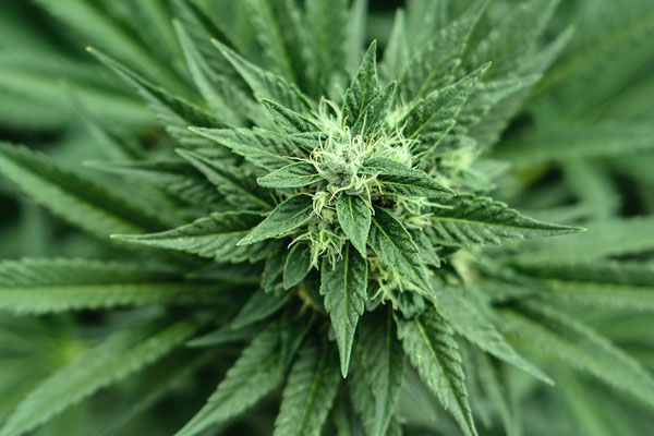 Medical Marijuana vs Prescription Pain Medications Dr. John Murphy in Stuart, FL Medical Marijuana vs Prescription Pain Medications Dr. John Murphy in Stuart, FL