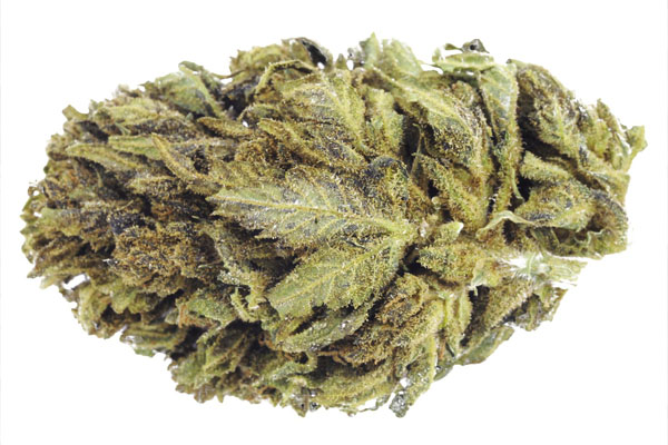 Preparing for Your First Medical Marijuana Appointment | Dr. John Murphy, Stuart FL Preparing for Your First Medical Marijuana Appointment | Dr. John Murphy, Stuart FL