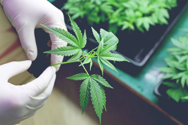 Qualifying Conditions for a Florida Medical Marijuana Card Dr. John Murphy Qualifying Conditions for a Florida Medical Marijuana Card Dr. John Murphy