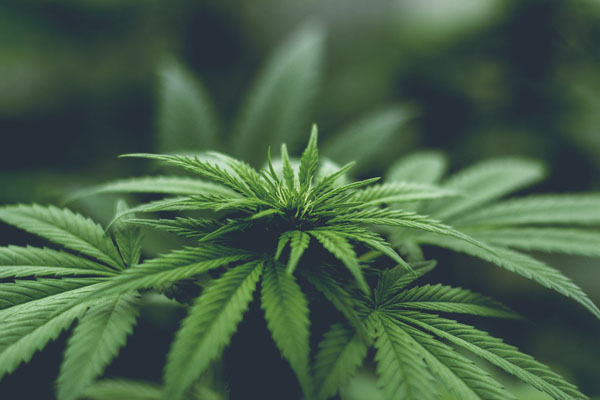 Qualifying Conditions for a Florida Medical Marijuana Card | Dr. John Murphy, Stuart FL Qualifying Conditions for a Florida Medical Marijuana Card | Dr. John Murphy, Stuart FL