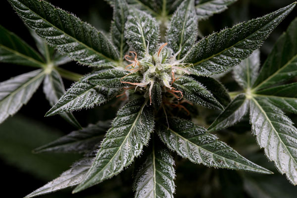 Medical Marijuana for Chronic Inflammation in Stuart, Florida | Dr. John Murphy