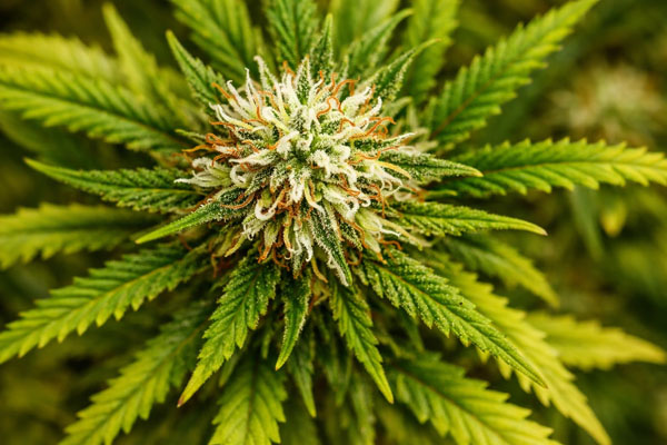 Telemedicine Medical Marijuana Evaluations in Stuart, Florida | Dr. John Murphy