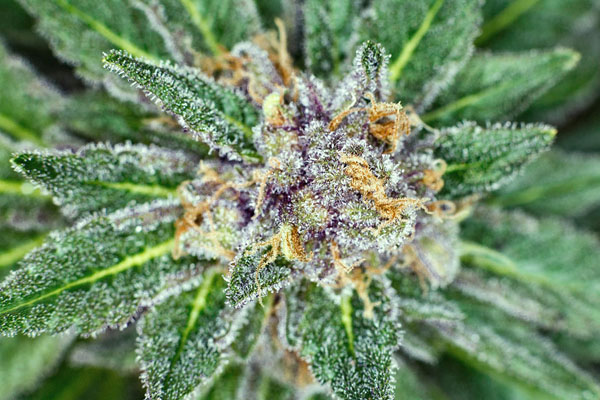 Florida Medical Marijuana Card Timeline | Dr. John Murphy