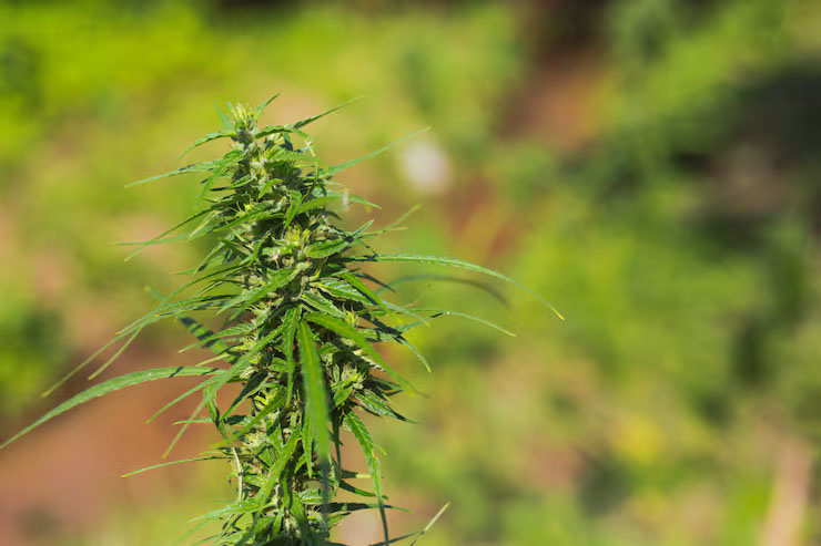 Medical Marijuana Dosage Florida: How Much Should You Take Safely