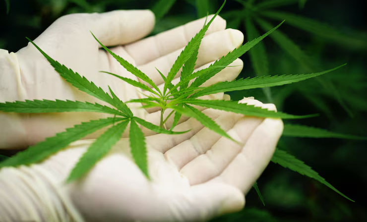 medical marijuana side effects Florida