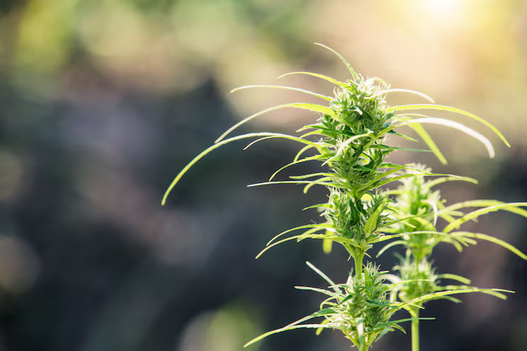Florida Medical Marijuana Smoking and Vaping Laws